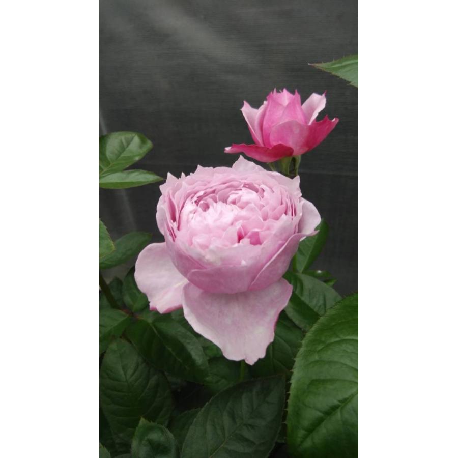 バラ苗 強香 モナローム（kn30−106）4号 今井清作出 切り花品種