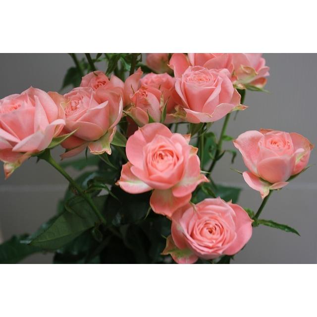 バラ苗 とげなし スプレー咲 オプティ（kn30-153） 今井清作出