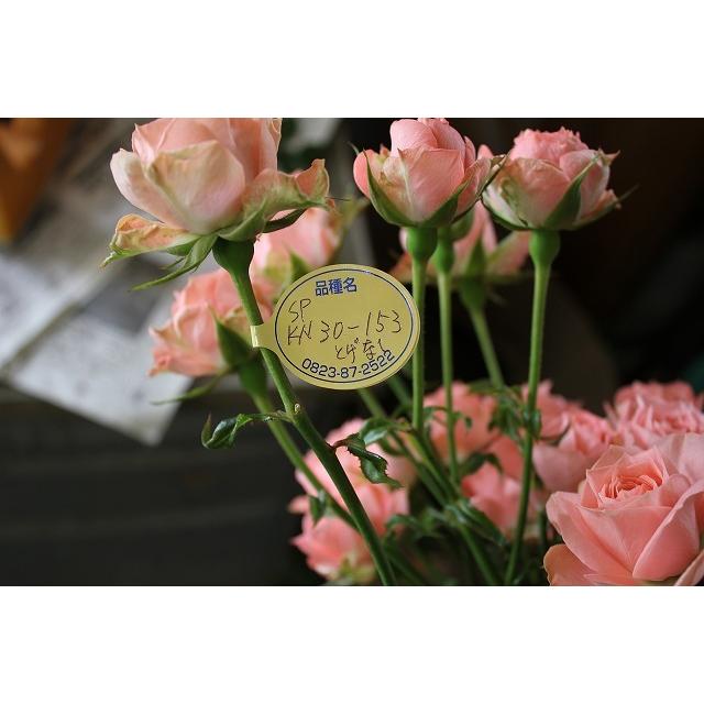 バラ苗 とげなし スプレー咲 オプティ（kn30-153） 今井清作出