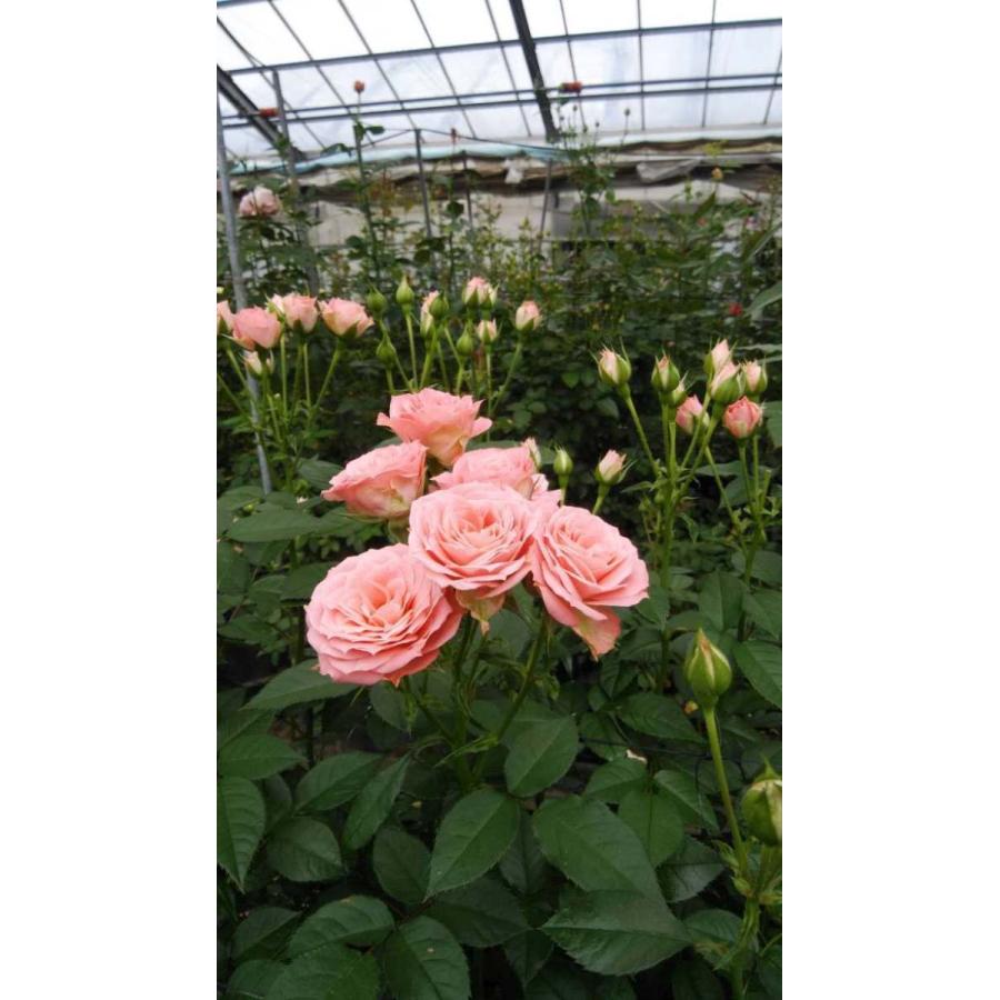 バラ苗 とげなし スプレー咲 オプティ（kn30-153） 今井清作出