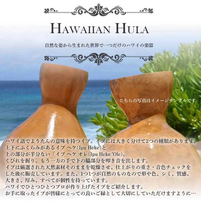 ハワイアン フラダンス 楽器 イプ ヘケ オレ 8インチタイプ (Mサイズ