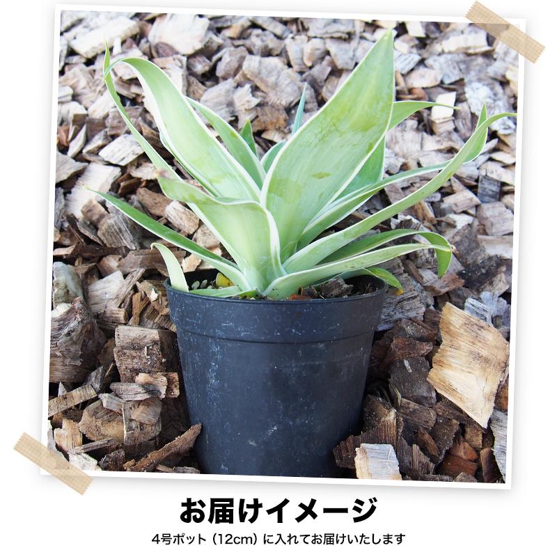 斑入り アガベ アテナータ レイオブライト 4号 ポット 多肉植物 観葉