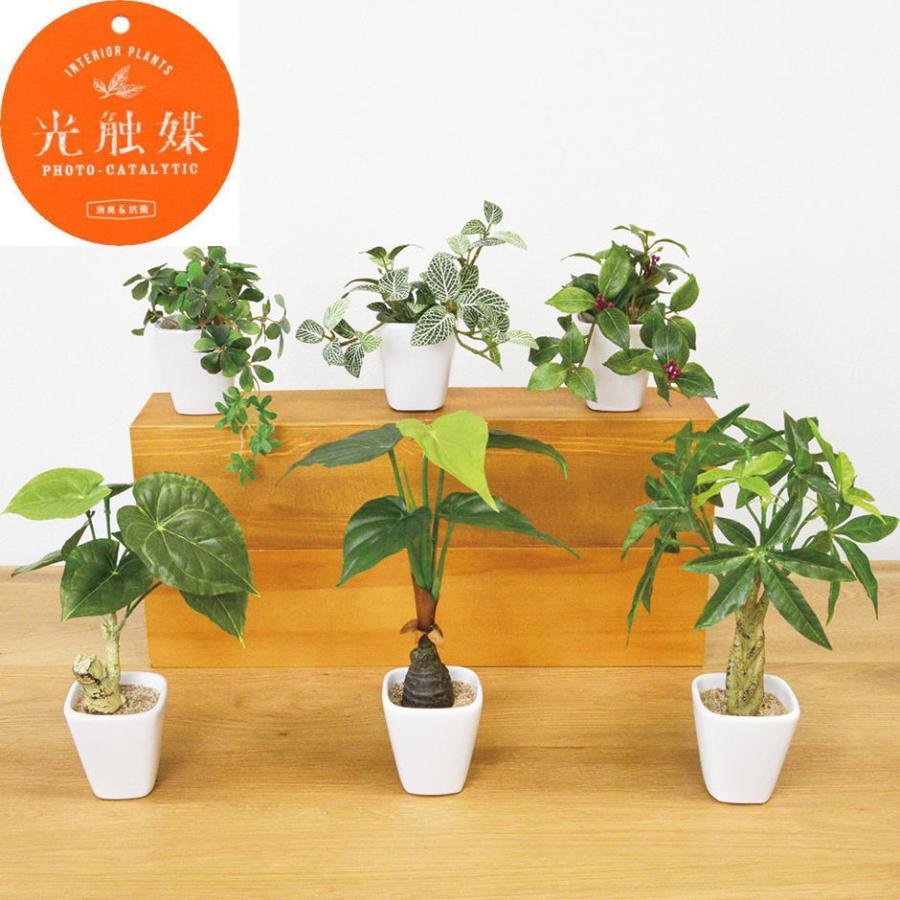 光触媒 フェイクグリーン KU : しれとこ本舗 - 通販 - Yahoo!ショッピング