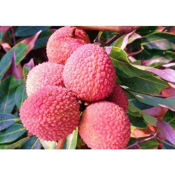 レイシ(ライチ)苗【玉荷包】取木苗 3年生 18~21cmポット 熱帯果樹苗