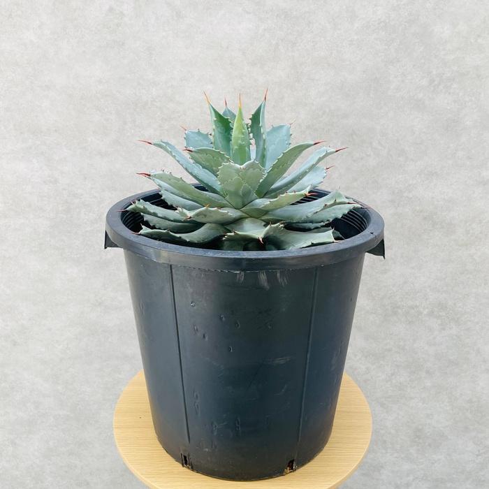 観葉植物 アガベ ポタトラム 雷神 12号鉢株 大型 大株 ライジン 多肉