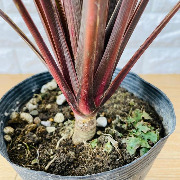 観葉植物 コルジリネ レッドスター 5号ポット 赤ドラセナ シンボル