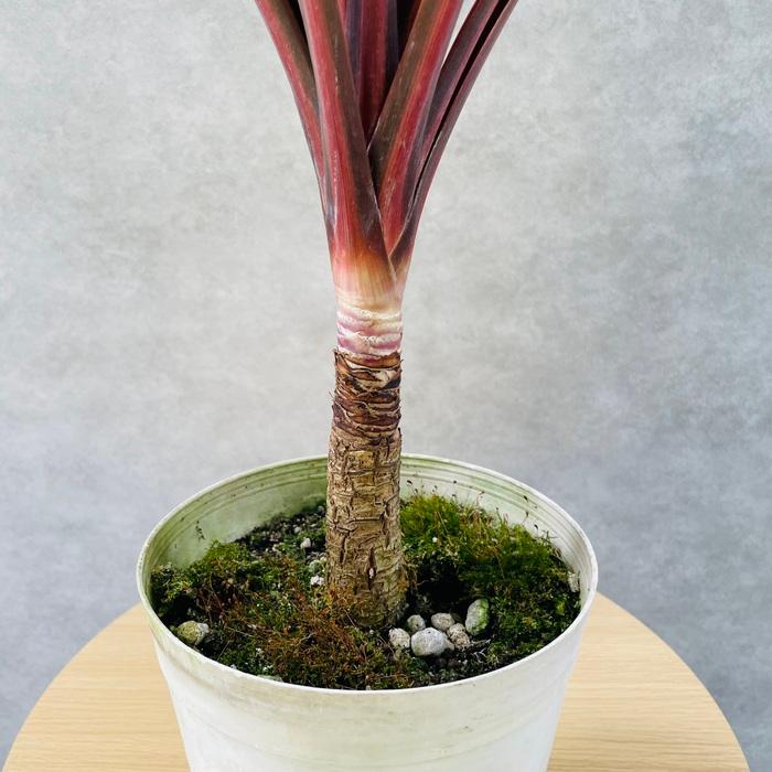 観葉植物 コルジリネ レッドスター 6号鉢 赤ドラセナ シンボルツリー