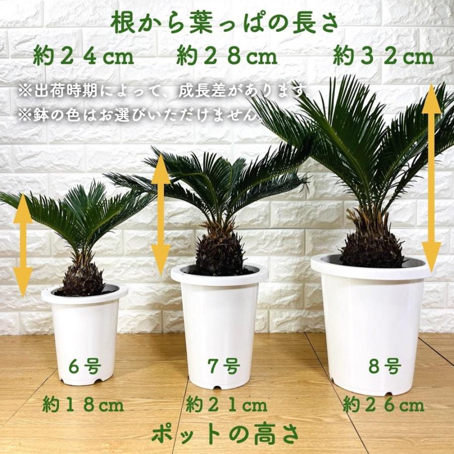 観葉植物 ソテツ 蘇鉄 6号鉢苗 大型種類 庭木 風水 地植え おしゃれな