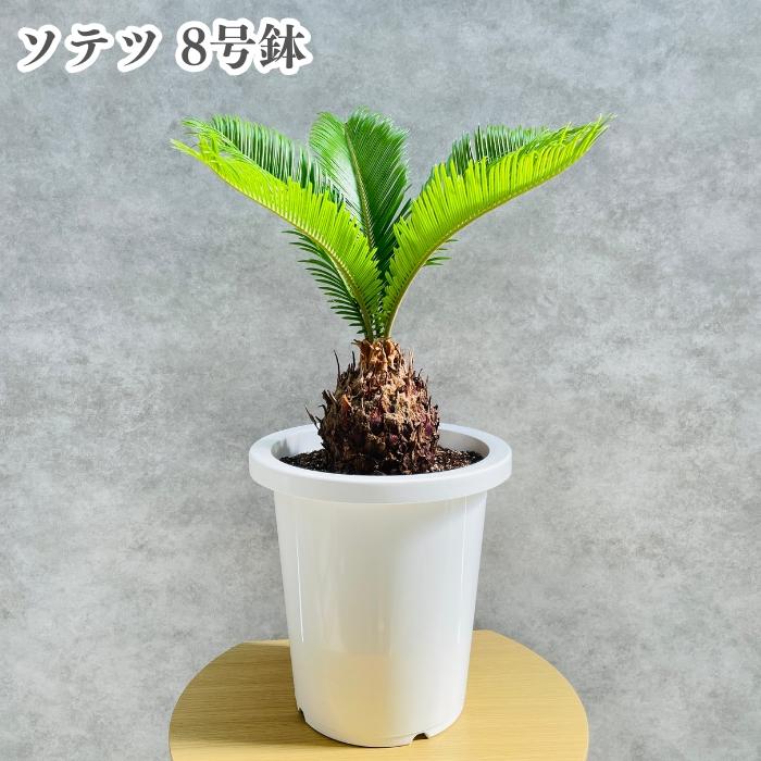 観葉植物 ソテツ 蘇鉄 8号鉢苗 大型種類 庭木 風水 地植え おしゃれな