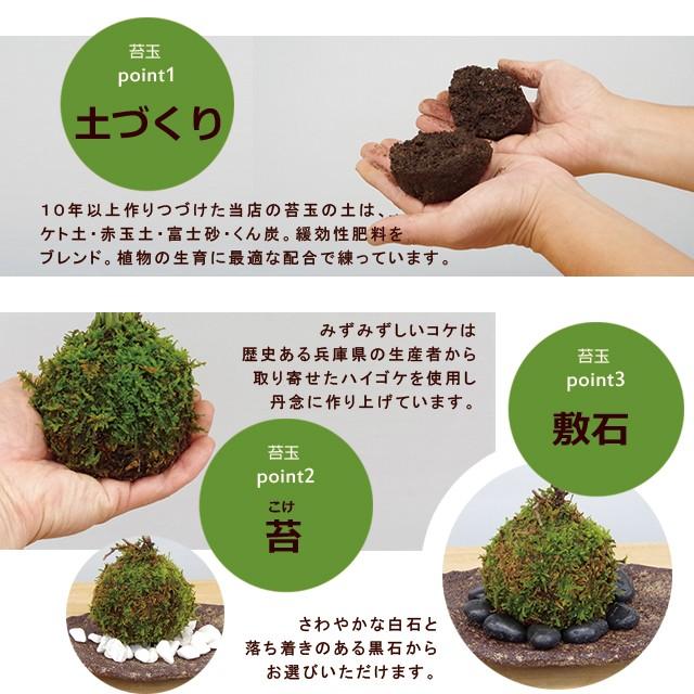 苔玉 縁起のいい植物 ヤブコウジ 斑入り竜 ひげ苔玉 焼締茶器 セット