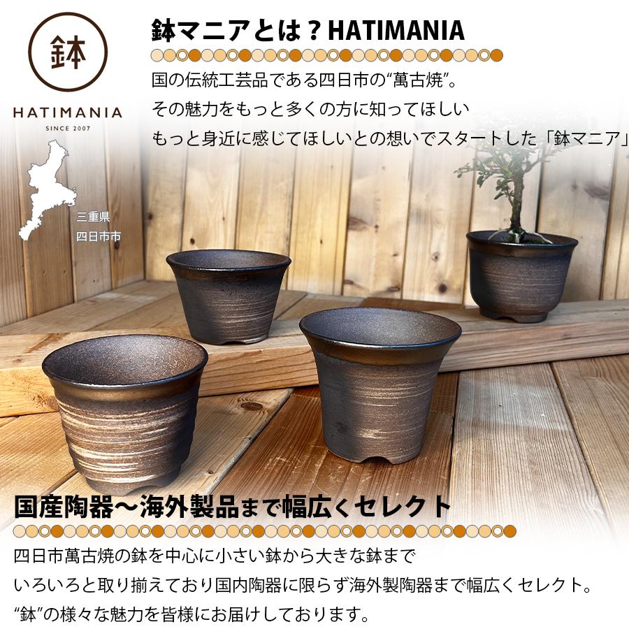 HATIMANIA 鉢マニア 金吹 3号 六平 3.5号 尻丸 ラッパ 浅型 日本製