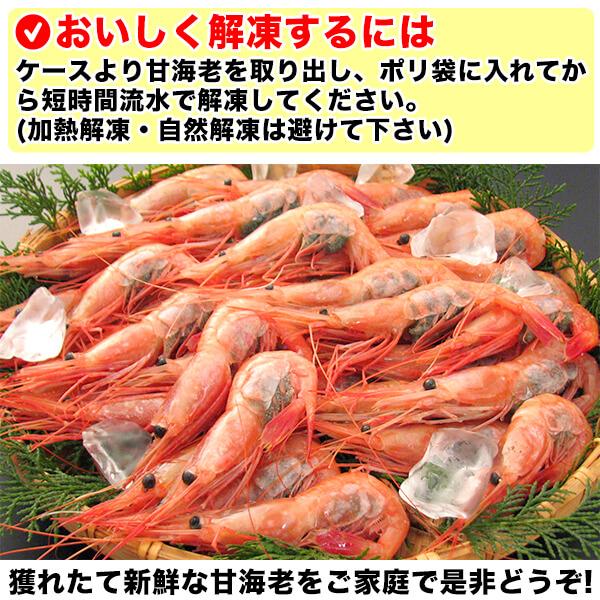 甘海老 甘えび 天然 甘エビ 特大サイズ 500g／約32尾前後入り 兵庫県