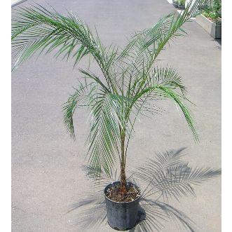 ブラジルヒメヤシ : 日本花卉ガーデンセンターYahoo!店 - 通販 - Yahoo