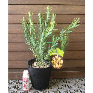 リュウカデンドロン イエローデビル（鉢植え） リューカデンドロン