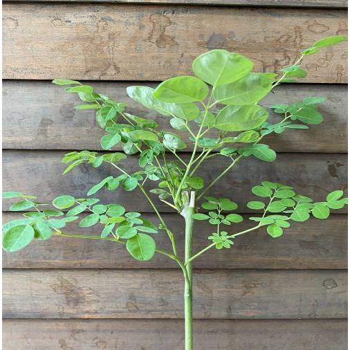 大株 モリンガ 1ポット 野菜 苗 珍しい もりんが 寒い時期は葉が枯れ