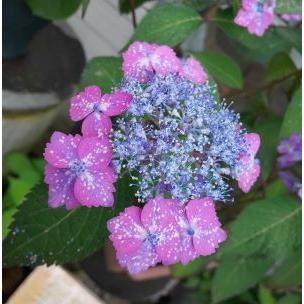 紫陽花 星の雫 ：紫陽花 : 日本花卉ガーデンセンターYahoo!店 - 通販