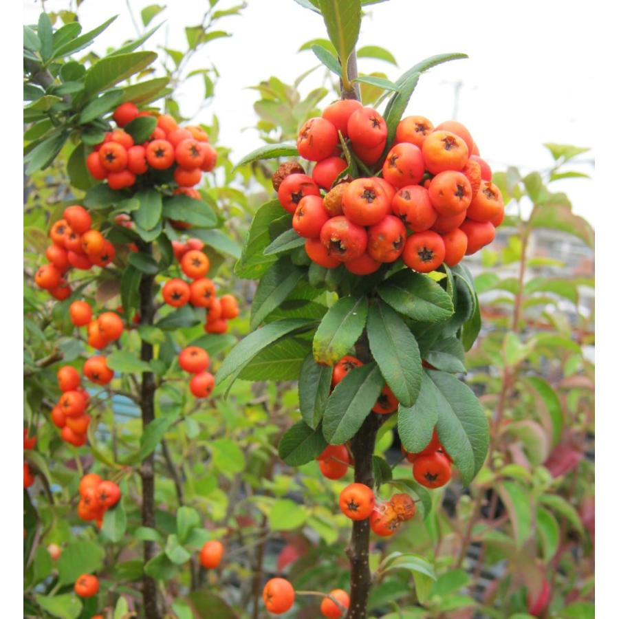 トゲナシピラカンサス オレンジ実ピラカンス 大実 橙色 ＊主幹が曲がっ