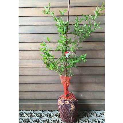 柘榴の木 柘榴苗木 タネなしザクロ（種無しザクロ） スイートハニー