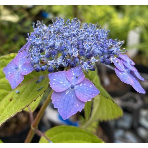 紫陽花 星の雫 ：紫陽花 : 日本花卉ガーデンセンターYahoo!店 - 通販