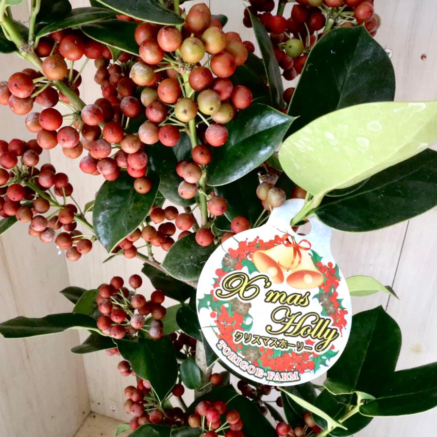 赤い実つき 立派 クリスマスホーリー 西洋ヒイラギ 5鉢 鉢ごと : nico