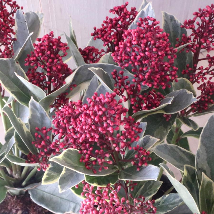 斑入り スキミア ペローサ 常緑底木 3.5寸 1鉢 : nico-flowers - 通販