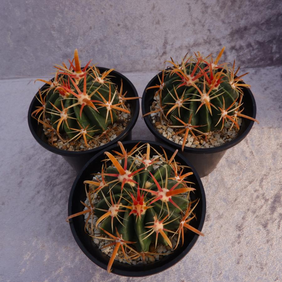 サボテン 日の出丸 フェロカクタス 実生 3.5号鉢（鉢の直径10.5cm