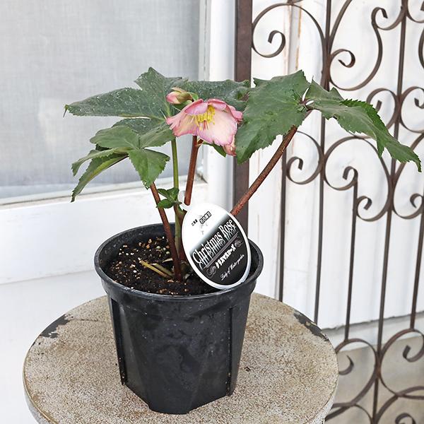 鉢花 開花株 クリスマスローズ 雪の妖精 5号 多年草 メリクロン 一重