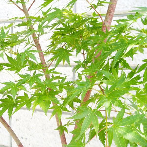 モミジ 珊瑚閣(サンゴカク) 樹高1.8〜2.0m前後(根鉢含まず) 単品