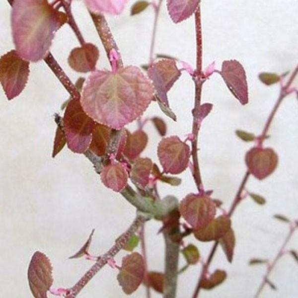 カツラ 株立ち 樹高2.5m前後(根鉢含まず) 単品［トラック配達商品