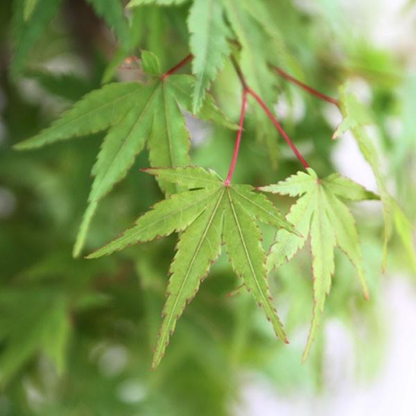 イロハモミジ 株立ち 樹高2.5m前後(根鉢含まず) 単品［トラック配達