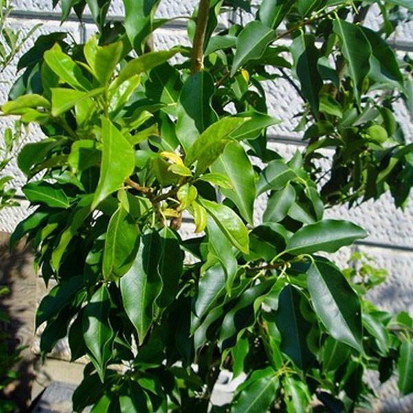 ソヨゴ 株立ち メス 樹高1.8〜2.0m前後(根鉢含まず) 単品 : 相馬