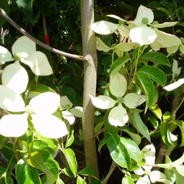 常緑ヤマボウシ ホンコンエンシス 月光 株立ち 樹高1.8〜2.0m前後(根鉢