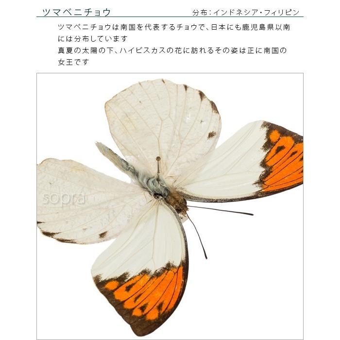 昆虫標本 蝶の標本 ツマベニチョウ メタリック調ライトフレーム