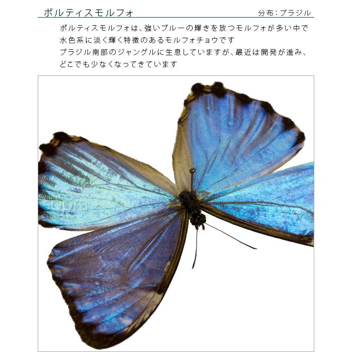 昆虫標本 蝶の標本 ポルティスモルフォ アクリルフレーム 白