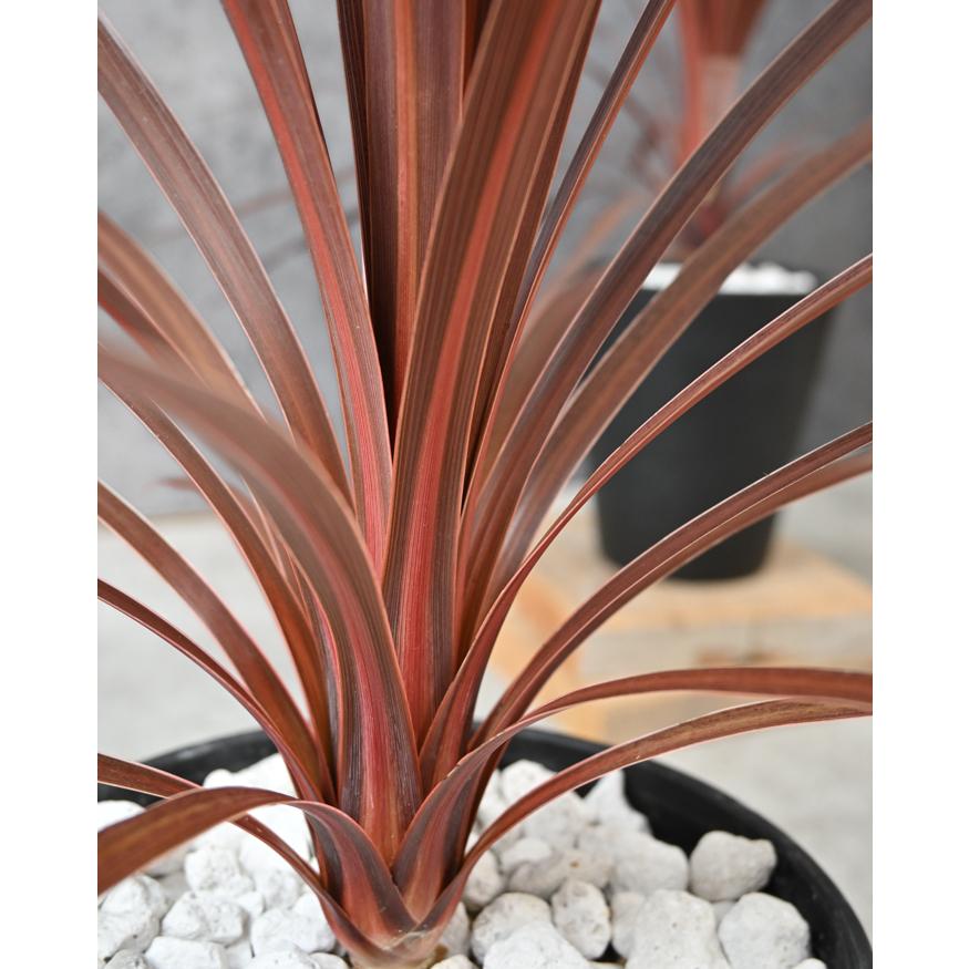 観葉植物 本物 コルジリネ・レッドスター セラアート鉢 ブラックのみ