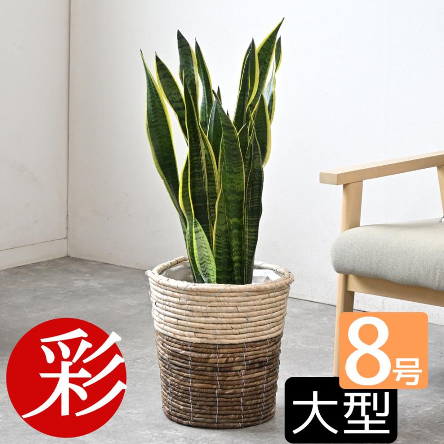 観葉植物 本物 サンスベリア・ローレンティー 8号鉢 選べる鉢カバー付