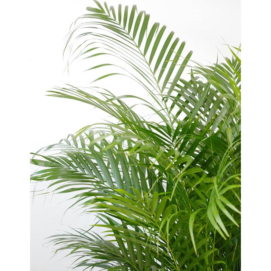 観葉植物 本物 アレカヤシ 10号鉢 白陶器鉢カバー付き セット