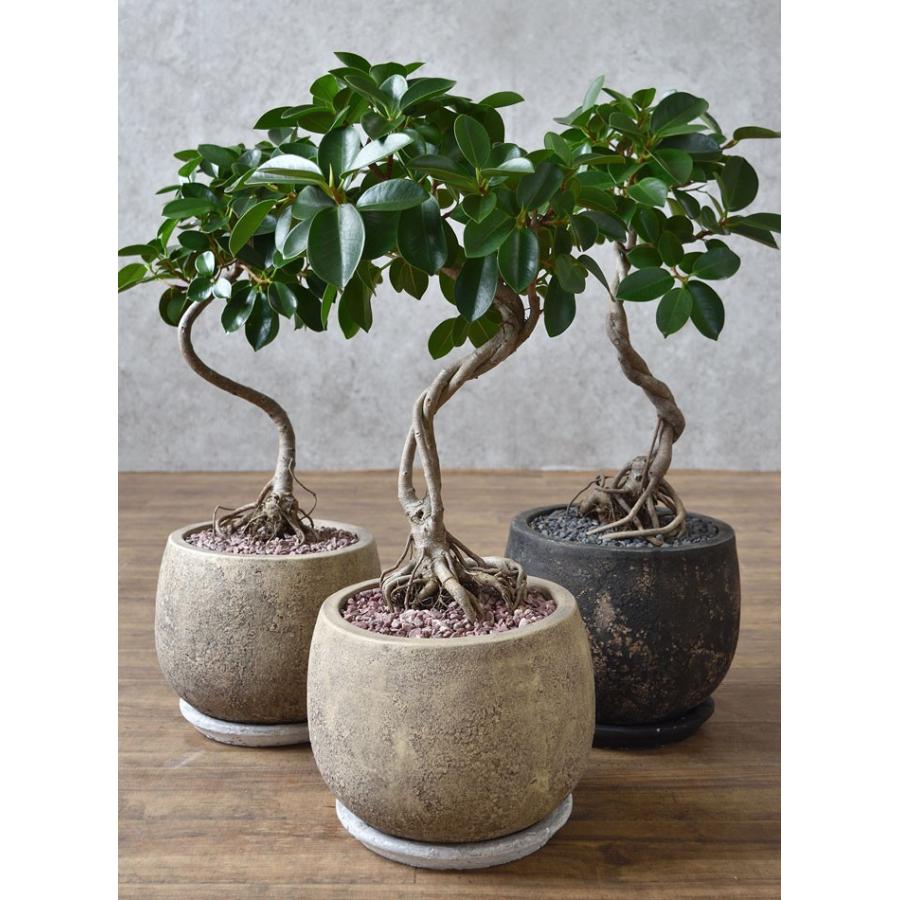 現品】 選べる樹形 観葉植物 本物 ガジュマル（根上がり）バルーン