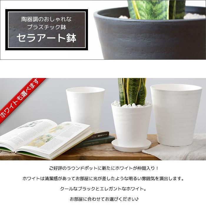 観葉植物 本物 ユッカ・エレファンティペス セラアート鉢 6号鉢 寒さに