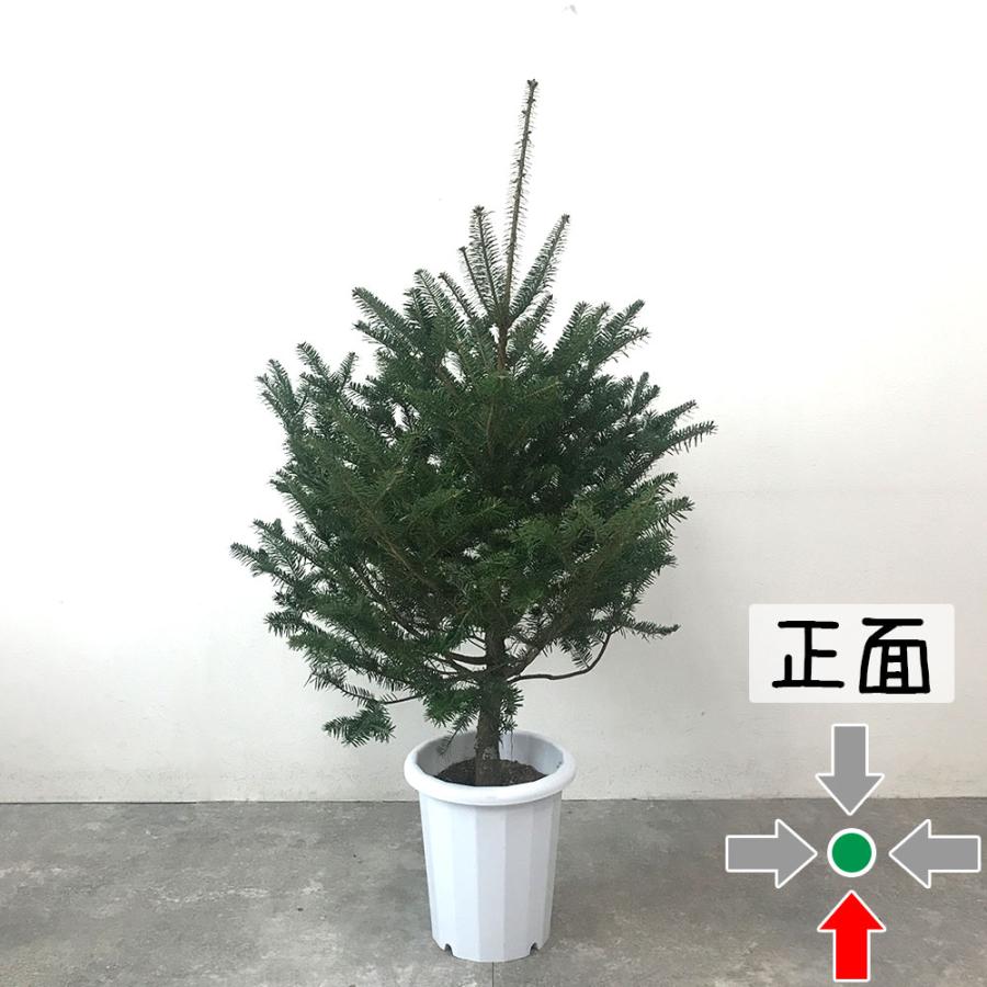 もみの木 現品 鉢植え 120cm〜 10号鉢 本物 志向の クリスマスツリー