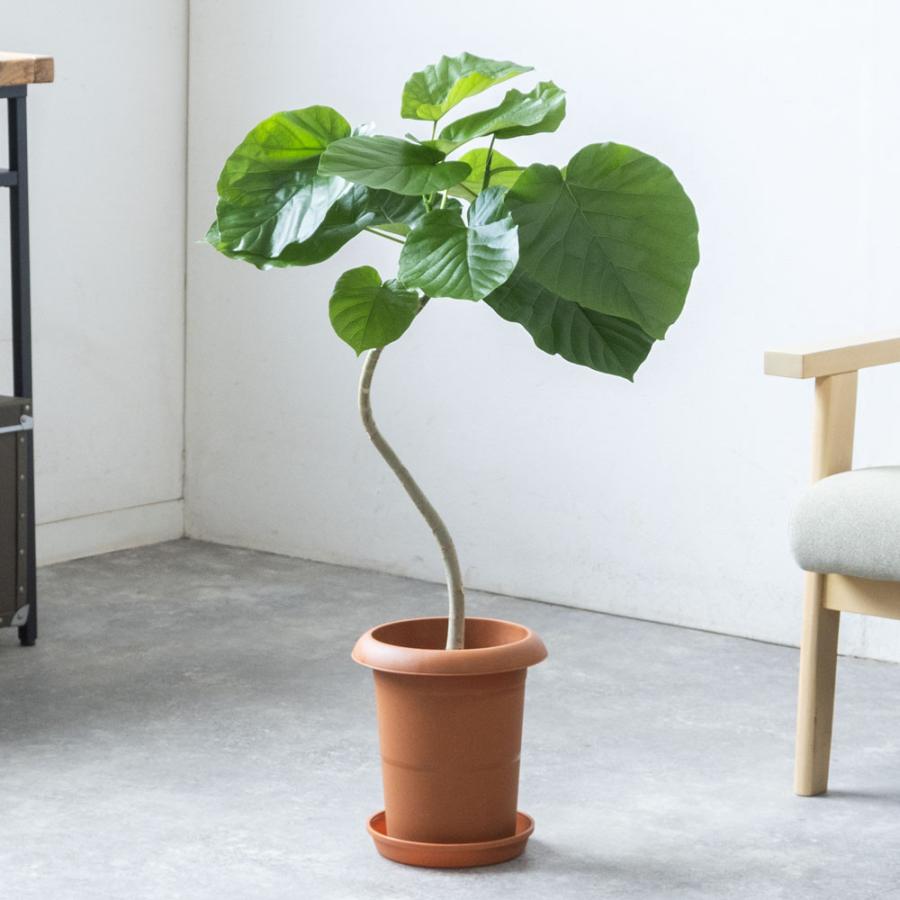 観葉植物 本物 フィカス・ウンベラータ 曲がり樹形 7号鉢 鉢カバー