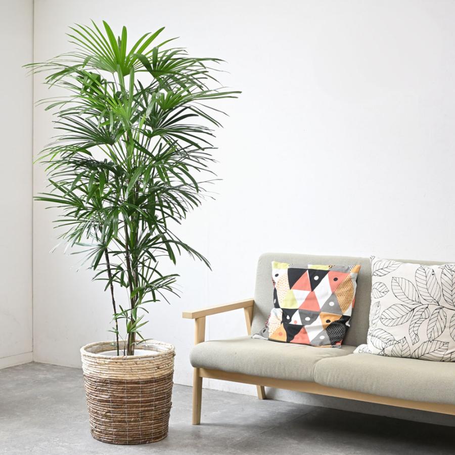 観葉植物 本物 シュロチク 10号鉢 鉢カバー 付き セット 大型 棕櫚竹