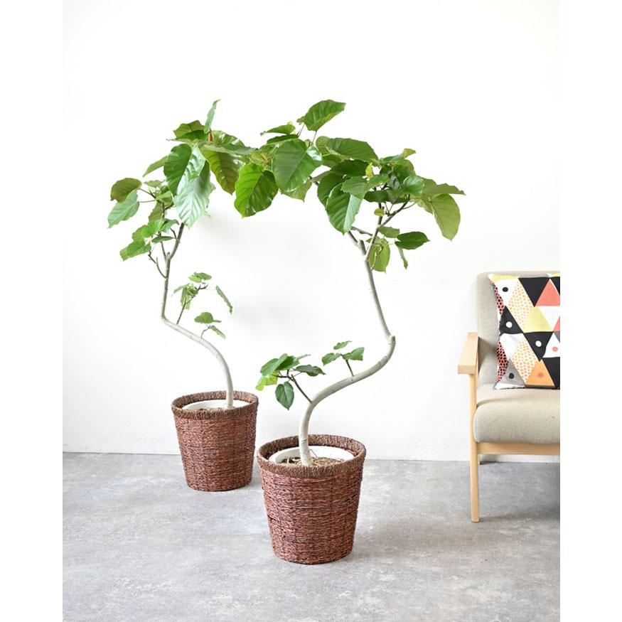 観葉植物 本物 フィカス ウンベラータ 曲がり樹形 8号鉢 大型 室内用