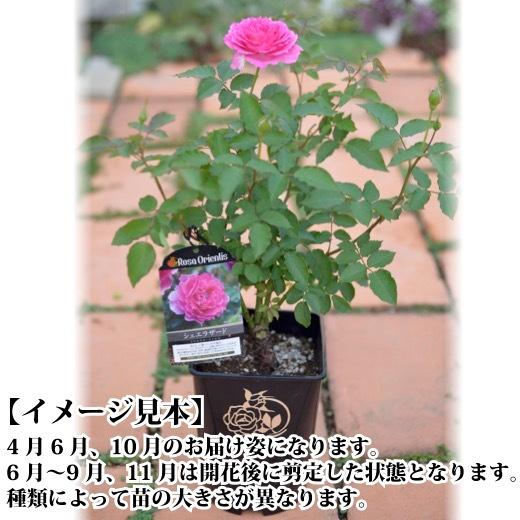 送料無料 トロイメライ 6号鉢 秋開花株 鉢植え バラ 薔薇 ロサ