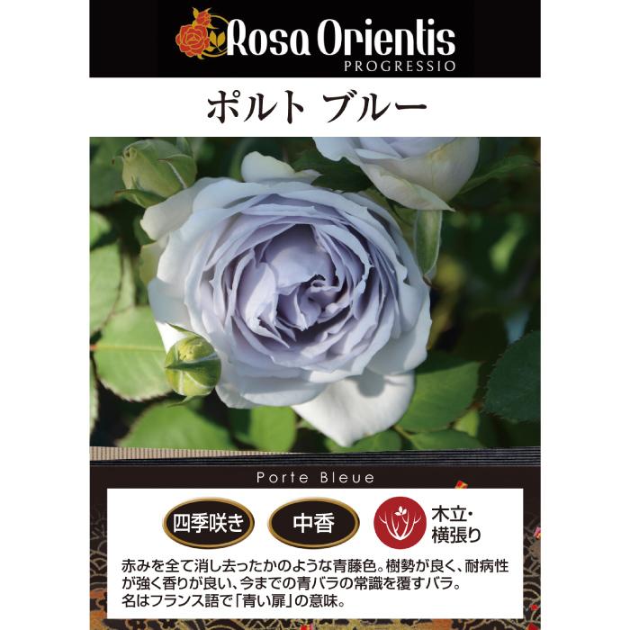 送料無料 ポルト ブルー6号鉢大苗予約 鉢植え バラ 薔薇 ロサ オリエン
