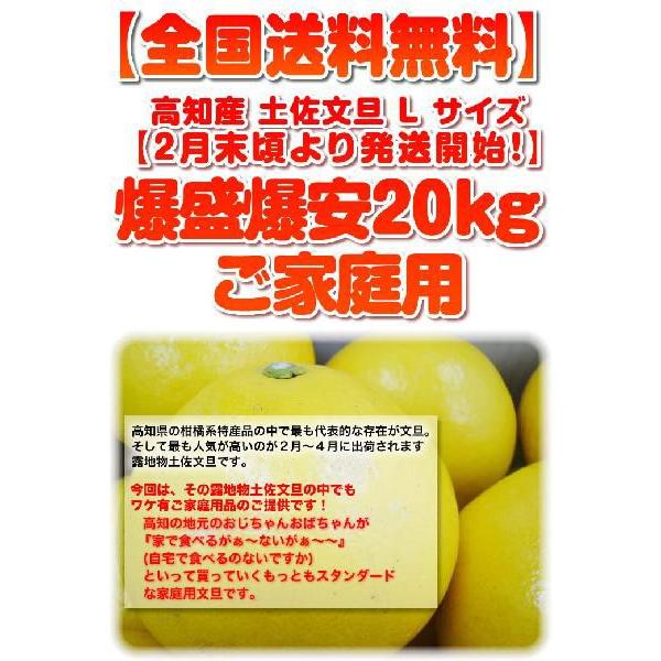 土佐文旦20kg L2Lサイズ 高知産 文旦ぶんたん訳ありブンタン