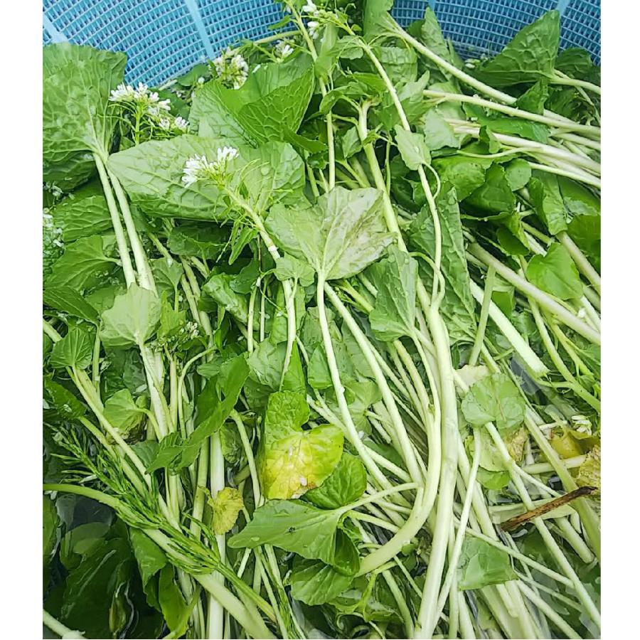 天然 葉わさび 200g 天然山菜 葉山葵 花山葵 飛騨高山産 : さるぼぼ