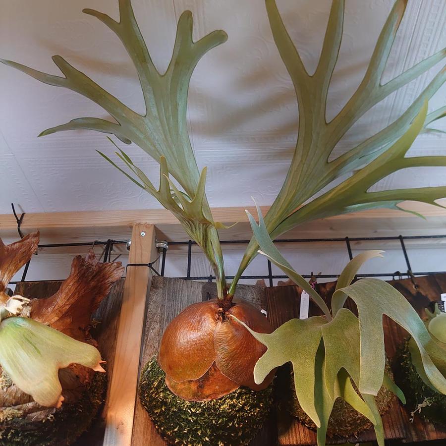 アルシコルネ アフリカ P.Alcicorne africa 原種 PUP株 検/ビカクシダ