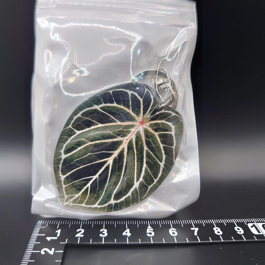 アンスリウム ミスティック A88 Anthurium ' Mystic A88 '【アロイド