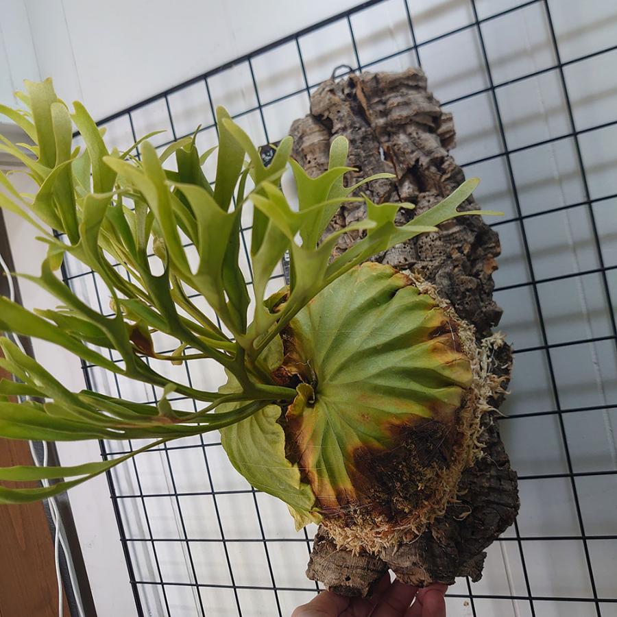 最高峰リドレイ】リドレイ パカラン P.ridleyi Pakarung 輸入株 一点物